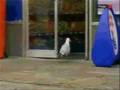 bird,stupid,thief