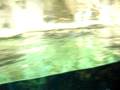 PINGUINI ALL ACQUARIO