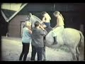 horse horse