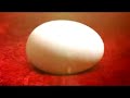 Apichonados Lejania