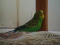 PiPi Singing