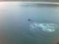 Rottweiler\Boxer Era swimms