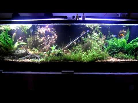 how to control algae in fish tank