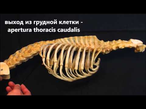 Грудная клетка на примере собаки