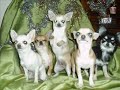 Chihuahuas Perlas del Cant�brico. Felices Fiestas