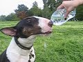 Bull terrier bottle-fed!