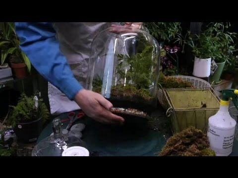 how to replant a terrarium