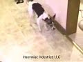 ANIMALS (133) ANIMALS (133)