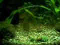 Corydora babies 11 in a shrimp tank SURPRISE