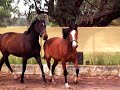 Janou, 2 year old filly, red bay 4 white feet, standing just under 16 hands. Fully imported bloodlines. Sire is DvZ Goodwill (Goodtimes x Jadalco x Talisman).Toshka, brown 4 year old are, unbroken. By imported Trakehner Speratus out of Grand Espoir mare.Both horses for sale.