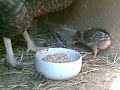 Araucana, Küken, Chicken, Araucana, Küken, Chicken,