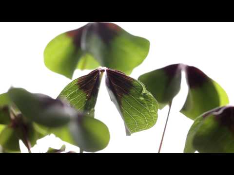 how to grow oxalis deppei