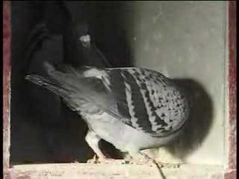 Dale Newcombe racing pigeons Simply The Best 8