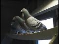 dale newcombe racing pigeons simply the best 8