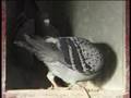 Dale Newcombe racing pigeons Simply The Best 8