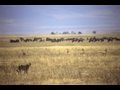Wanderlusts in Ngorongoro Crater