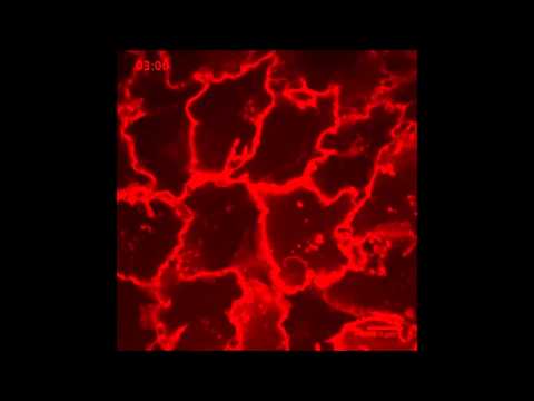how to harvest cells for flow cytometry