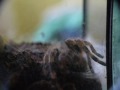 Spider after molt [Nhandu coloratovillosus][Po wylince]