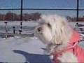 Maltipoo