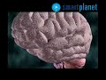 Circuito neuronal de los idiomas Circuito neuronal de los idiomas