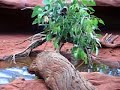 Canguru - WildlifeWorld - Sydney