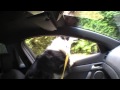 My dog Jock hanging out of my VE SS ute!