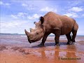 Animales