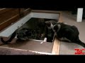 Кот спускает друга вниз по лестнице