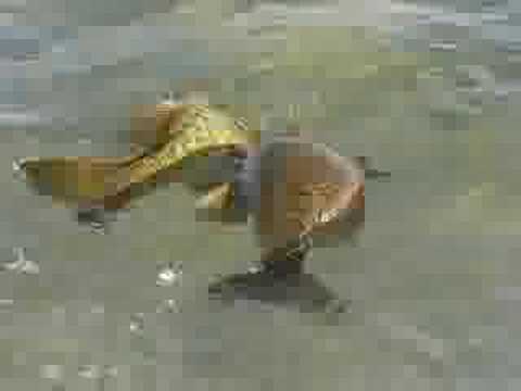 Two 4lbs Smallmouths on one lure