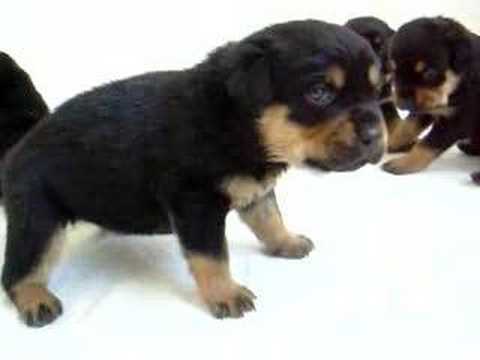 rott