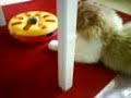 Kitty  Rollabout II