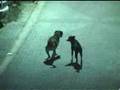 Unbelivable Behaviour of Dogs during Islamic Call  AZAN 