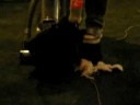 shorty bull pups2