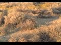 Coyote Hunting