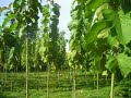 Gallery-Safe Investment-Teak Investment-www.teakinfo.com