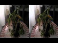 Ver Video