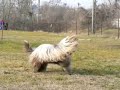 Dog Dancing Tricks No.5 - Twist