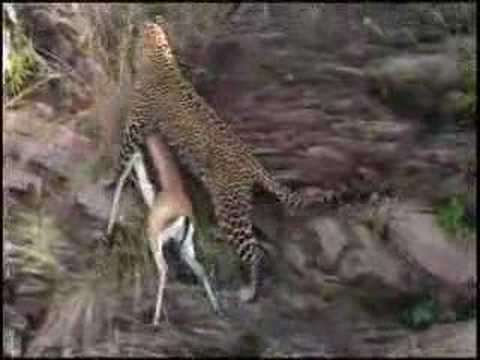 LEOPARD LION
