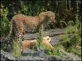 Lions and Leopards Lions and Leopards