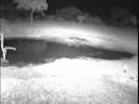 Two Male Lions visit Nkorho Pan