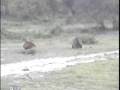 videos de Two Male Lions visit Nkorho Pan