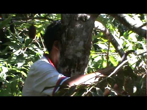 how to harvest durian