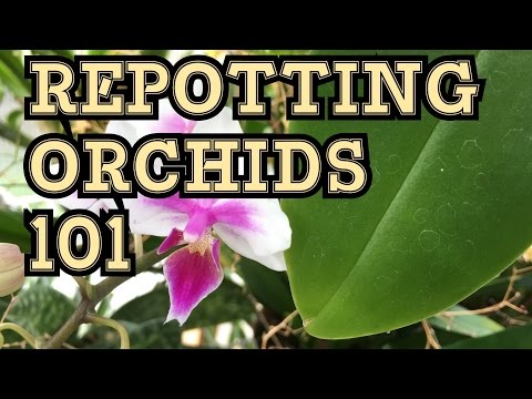 how to fertilize dendrobium