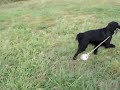 2009 09 08 お母さん回ってこいハンドラー側