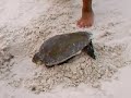 Praia Grande; Passaros voando. L�o e a Tartaruga agonizando.