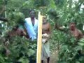 One of Vedda Dances
