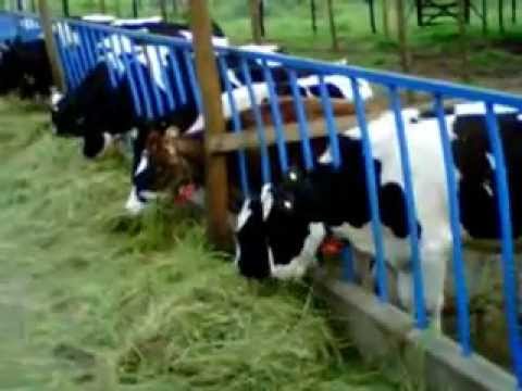 ganado leche - MUNICIPIO DE LA UNION ANTIOQUIA - COLOMBIA.