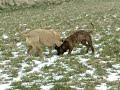 Boerboel vs Boerboel