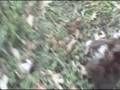 videos de Ginger oct 2 Sakkarra chinese Crested