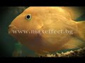 10 minutes Video shots made from sea, land and air, witch represents the history, the culture, the traditions and the touristic landmarks of Varna - the sea capital of Bulgaria. By Max Effect - Advertising in Bulgaria A film by Max Effect - complete advertising & branding solutions.